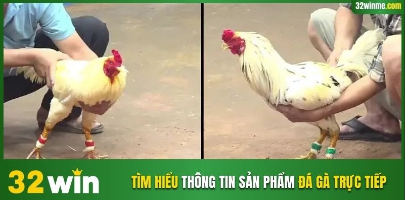 Tìm hiểu thông tin sản phẩm đá gà trực tiếp